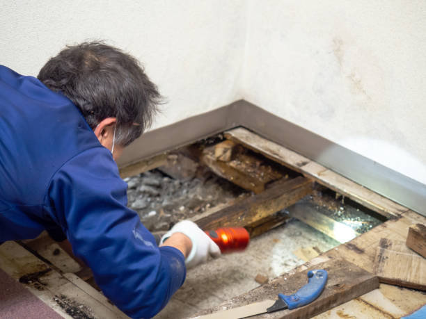 Best Attic Mold Removal  in Wallis, TX