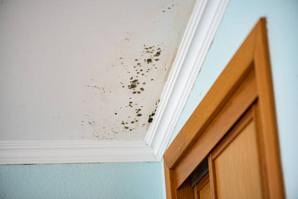 Mold Removal and Inspection in Wallis, TX