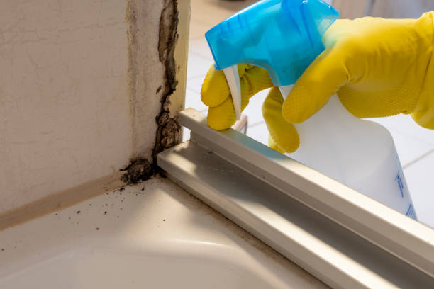 Trusted Wallis, TX Mold Removal Experts