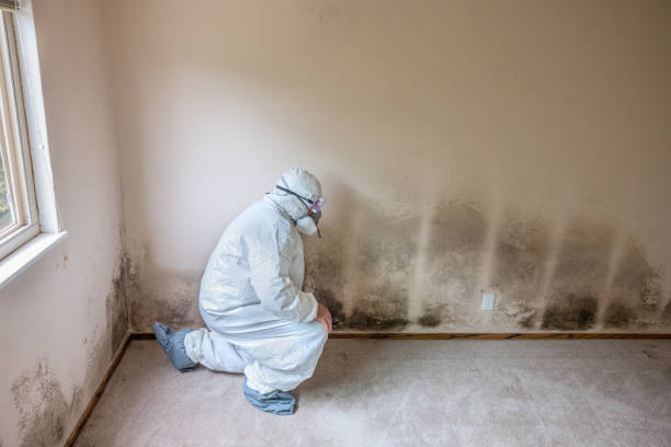 Best Best Mold Removal Companies  in Wallis, TX