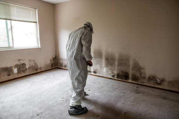 Best Residential Mold Removal  in Wallis, TX