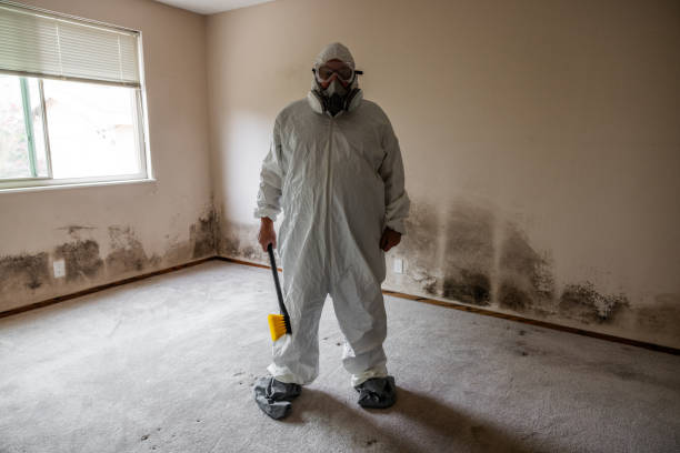 Best Certified Mold Removal  in Wallis, TX