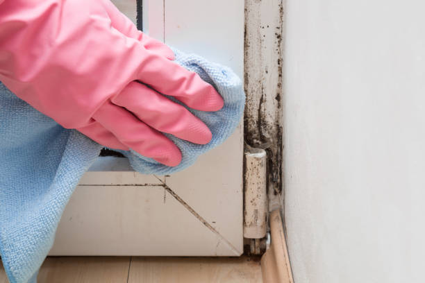 Best Attic Mold Removal  in Wallis, TX