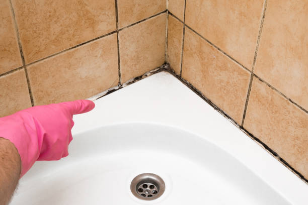 Best Commercial Mold Removal  in Wallis, TX